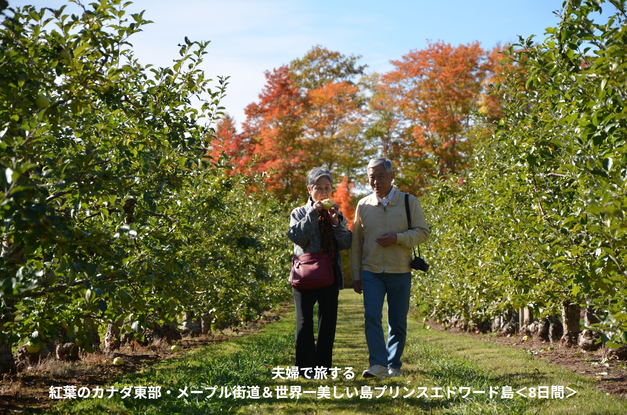 カナディアンロッキーでスキーを満喫する旅<8日間>